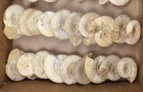 Lot: Lbs Perisphinctes Ammonite Fossils - Pieces #103847-3